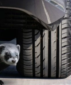 Gardigo Marterverschrikker Marterverjager -Brodit Shop 550x364 3