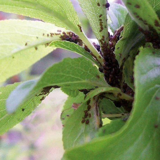 2x HG Spray Tegen Bladluis 0,4L 3 2x HG Spray Tegen Bladluis 0,4L - Afbeelding 3