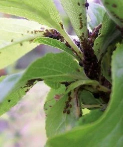 2x HG Spray Tegen Bladluis 0,4L -Brodit Shop 550x550 546